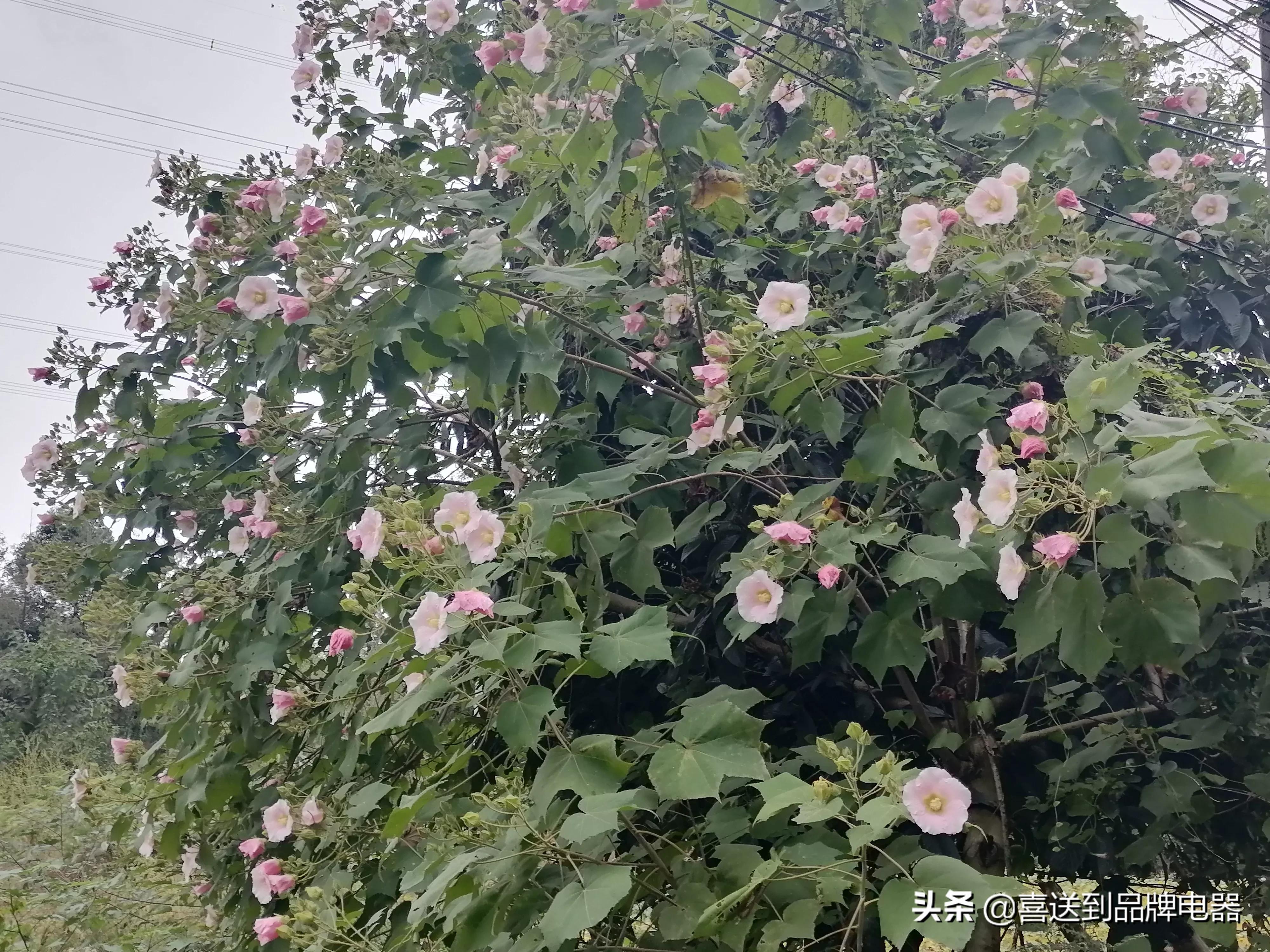 夫妻没有感情了如何化解,夫妻间没有感情了应该怎么解决