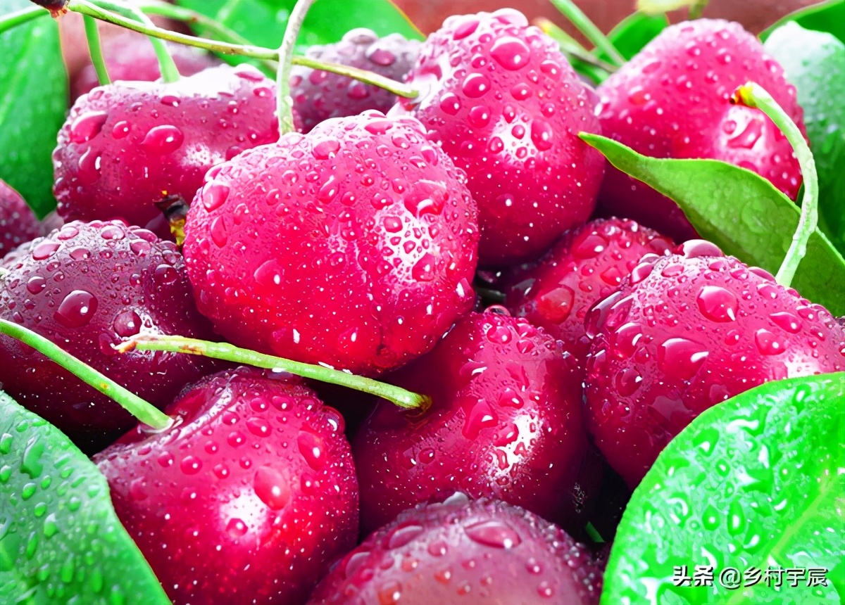 大棚樱桃减产5成，怎么了？6点果农要注意