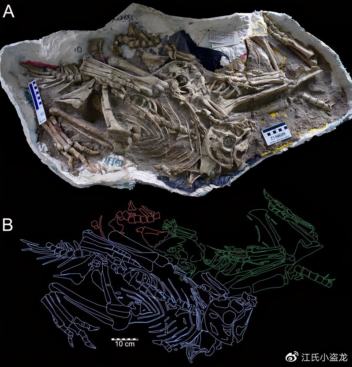 怪兽恐龙化石图片大全,恐龙化石里的怪兽