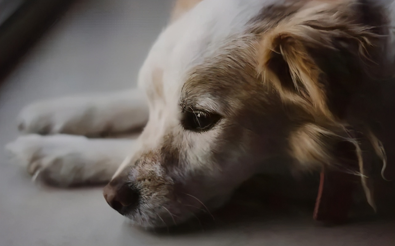 狗狗最近总是发抖是什么原因,狗狗最近经常发抖是什么原因