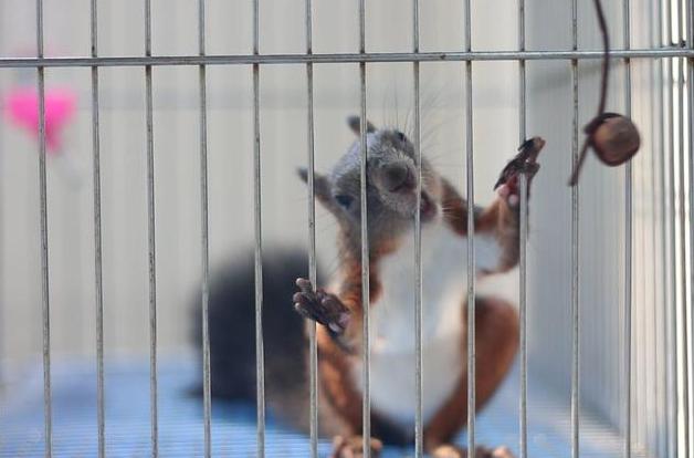 怎么在宿舍养宠物不被发现,有人在宿舍养猫怎么办