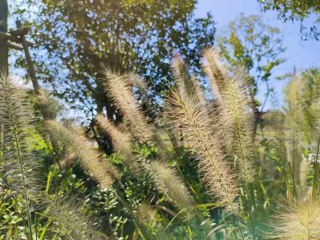 上海观赏草,上海之鱼冬天风景
