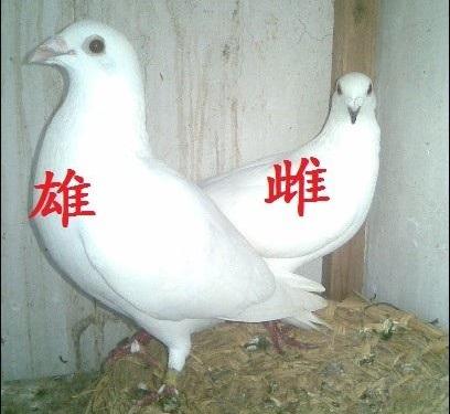 信鸽雌雄怎么区分,信鸽怎么才能分清公母