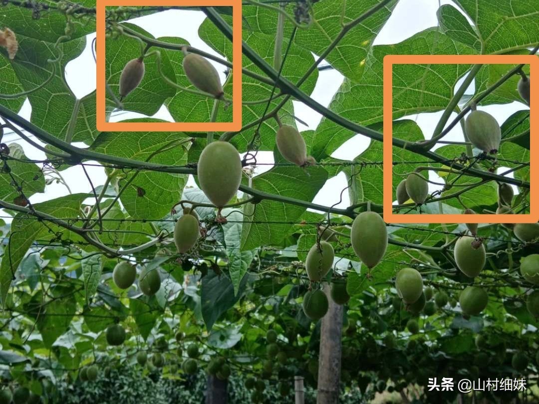 罗汉果点花后,为啥停止生长?弄懂以下3个原因,解决办法在这里