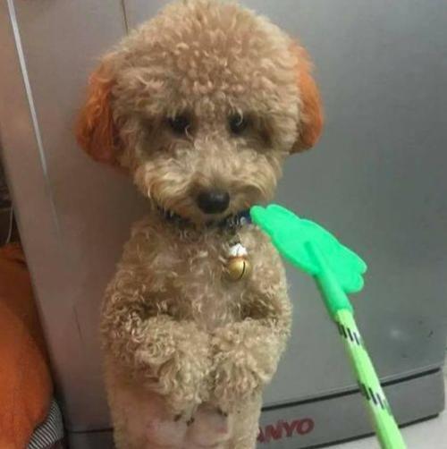 怎么样的惩罚能让泰迪咬人,怎样训泰迪让泰迪听话