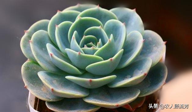 多肉植物玉蝶锦和富士有什么区别,多肉植物玉蝶的养殖方法与管理
