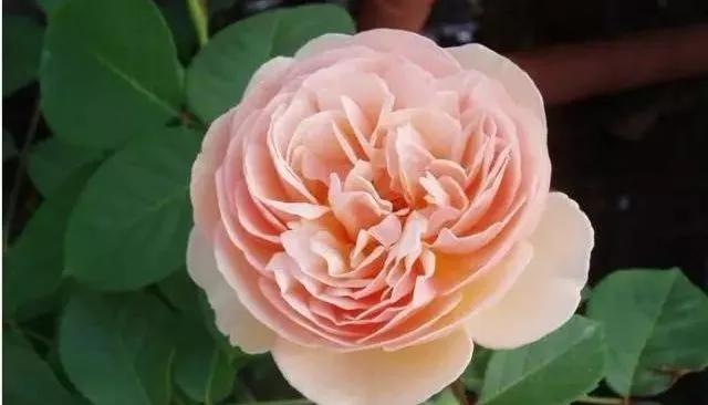 玫瑰花有哪些品种,玫瑰花有哪些品种大全