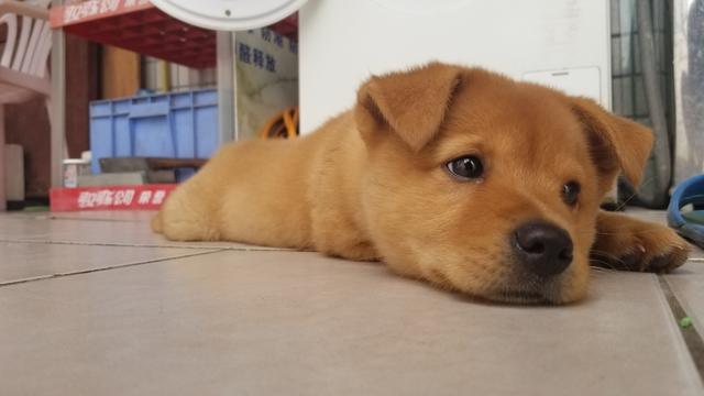 大年初一狗跑到床下不走,大年初一不小心把狗打死了