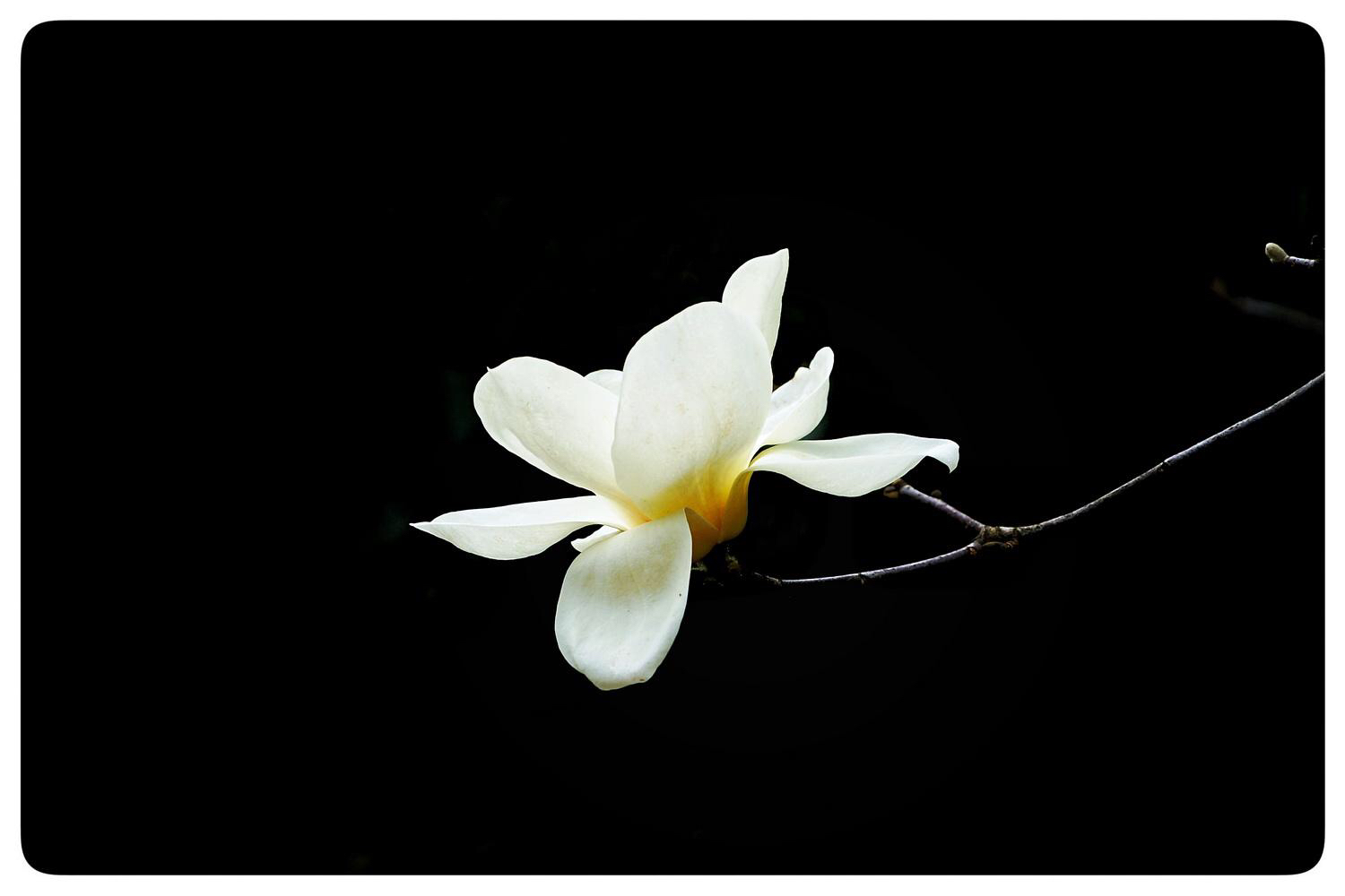 中药材种植基地,中药材玉羊