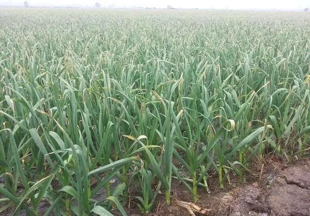 吃蒜能吃药么,吃蒜了能不能吃药