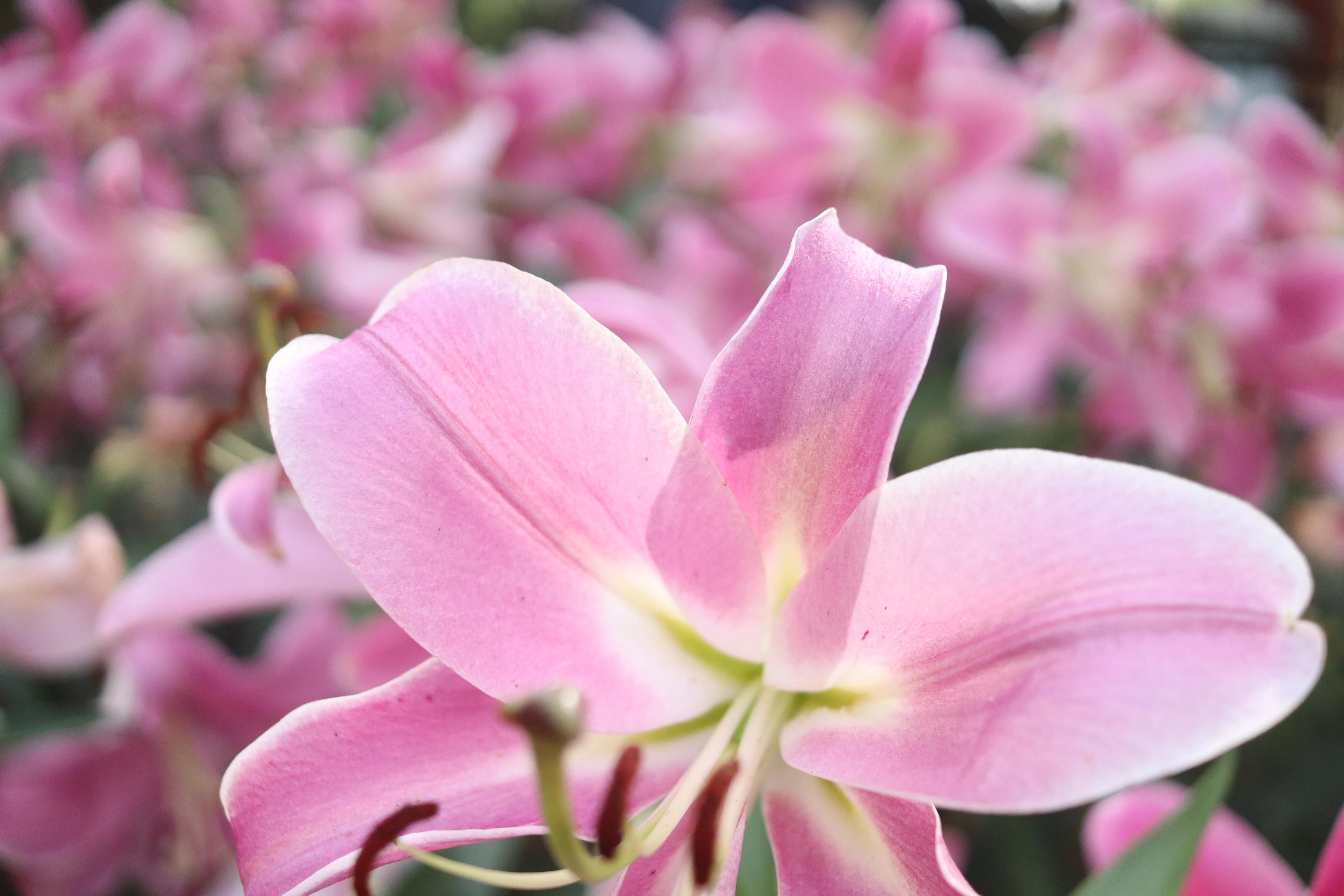 无锡荣氏梅园梅花绽放,无锡荣氏梅园百合花