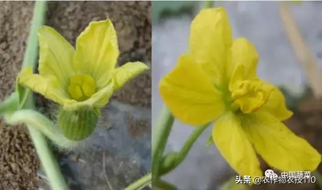 西瓜栽培技术有哪些,西瓜栽培技术全面的文字解释