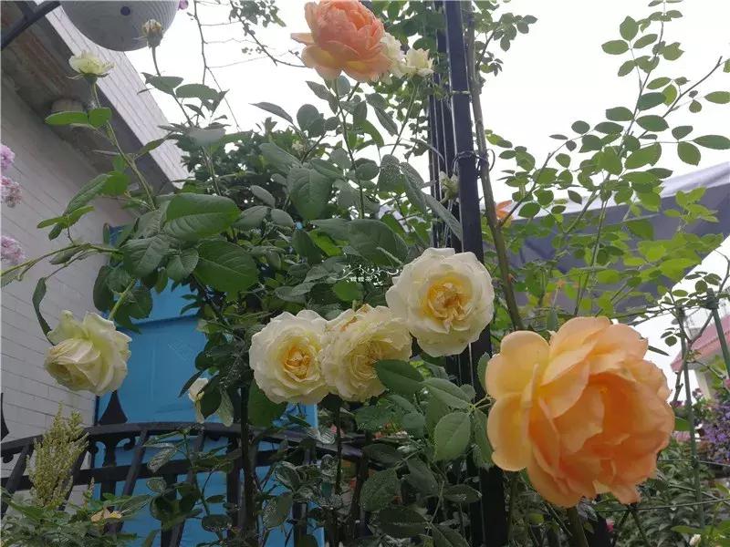 天竺葵的养护视频,垂吊天竺葵的养护