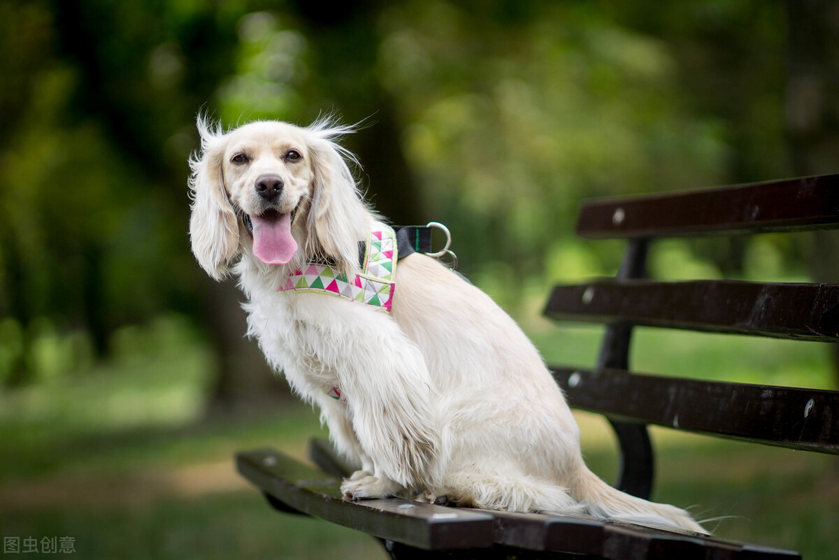 哪些食物狗是不能吃,知识科普狗狗不能吃哪些食物