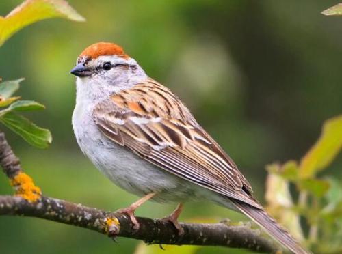 家庭养鸟的风水禁忌,手养鸟平时怎么饲养