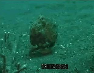 看完章鱼两条腿跑路的样子，我差点信了它是外星人后代