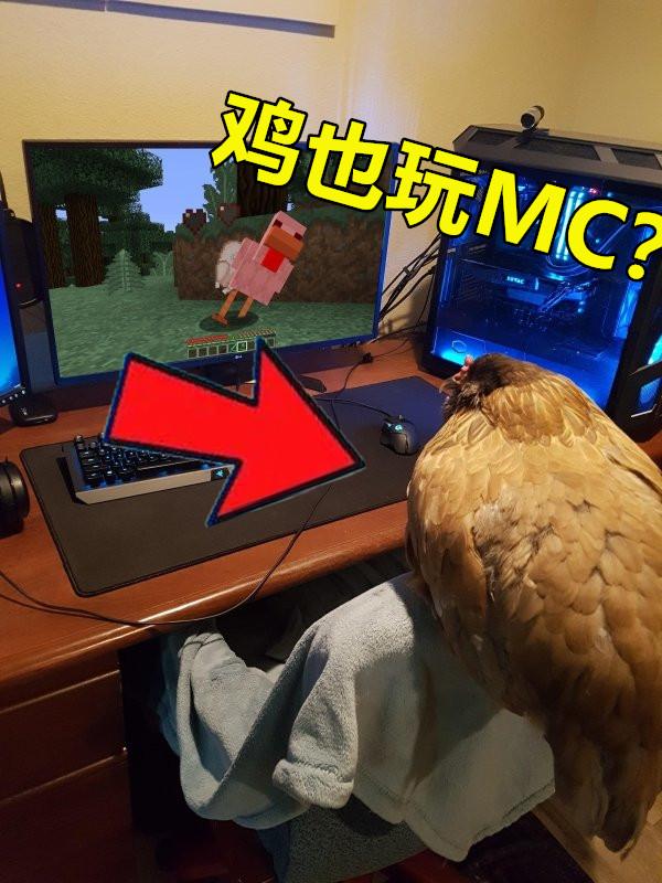 minecraft里的狗怎么才能有,minecraft如何养熊猫