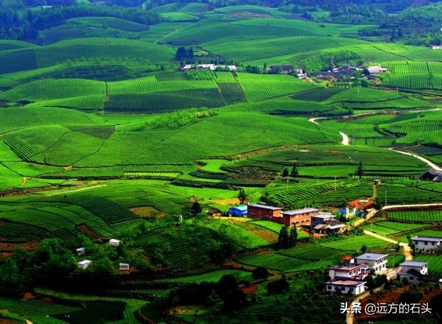 十大名茶贵州哪个茶上榜,贵州好喝的茶叶有哪些
