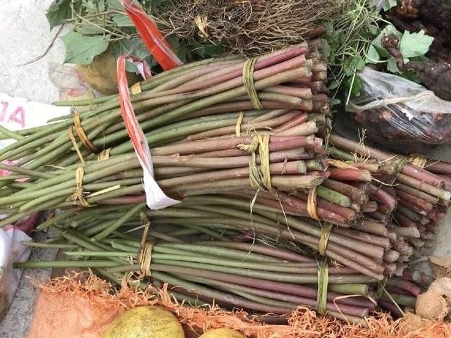 比酸料还酸的山野果,一种能吃的酸的野菜