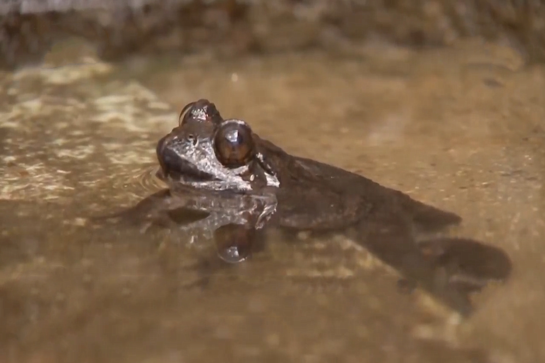 四川小伙被蛇咬在家休养赚3000万,男子被蛇咬后终身残疾