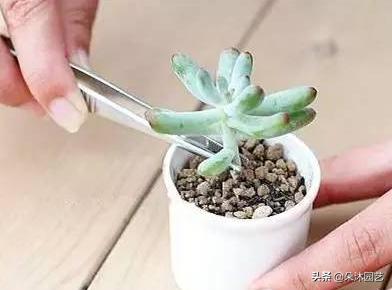春天多肉徒长,春天多肉这样养爆盆不要太简单