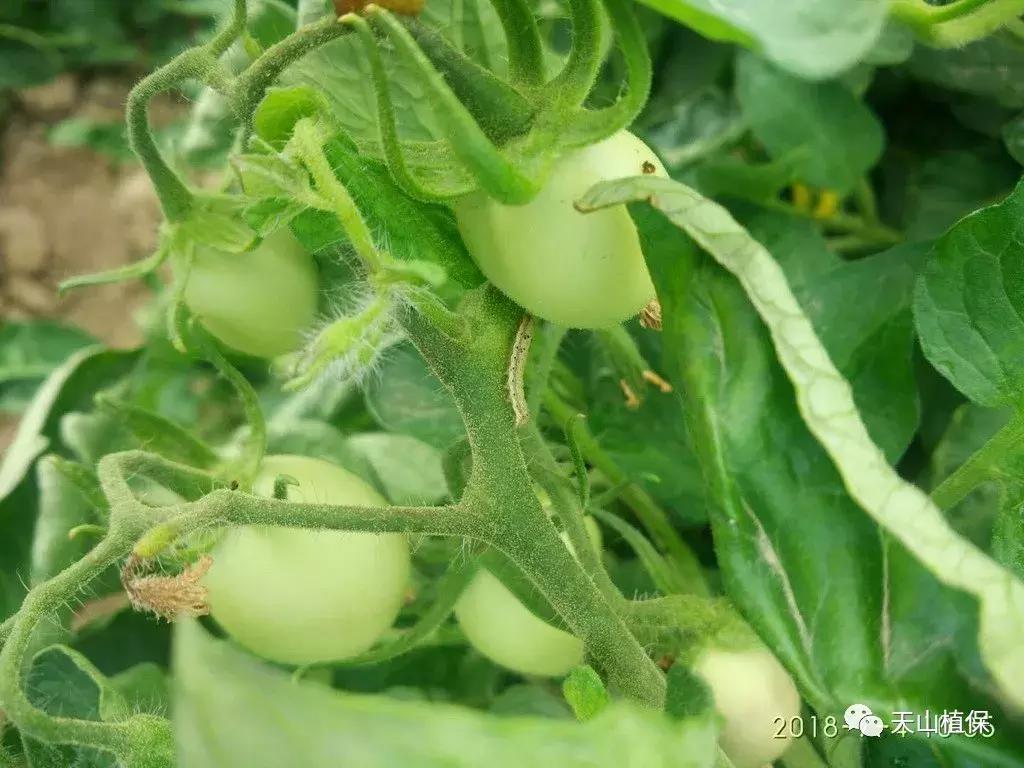 杀虫剂蟑螂药十大品牌,国产农药杀虫剂十大排名