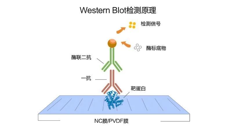 基因位置判断及实验设计题及答案,基因位置的判断及实验设计