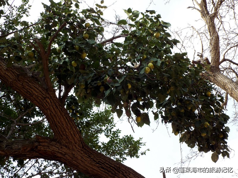 宁夏沙坡头游记,畅游宁夏