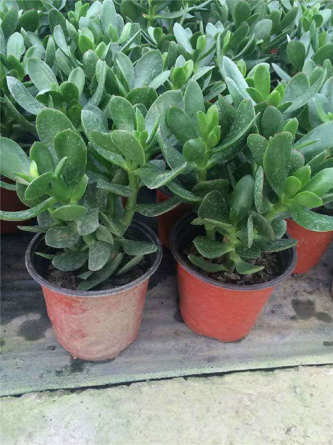 玉树怎么养才能开花多,玉树怎么养才会开花呢