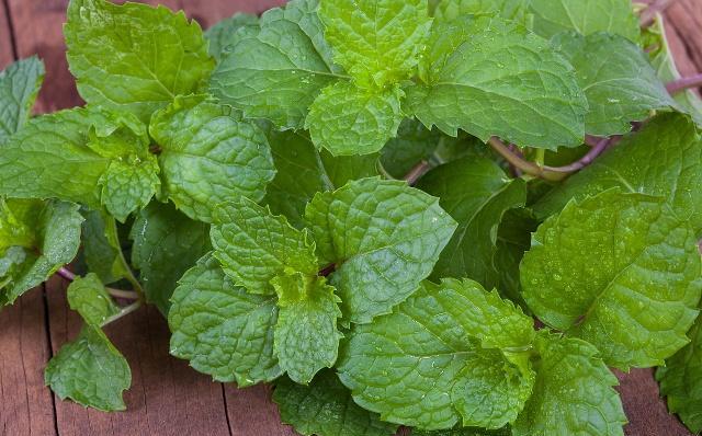 自己在家种薄荷盆栽,自己怎么在家里种植薄荷