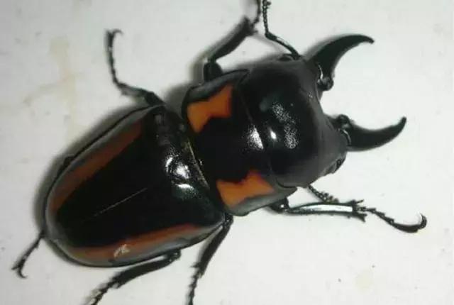 世界十大不寻常宠物,全球最稀有的宠物