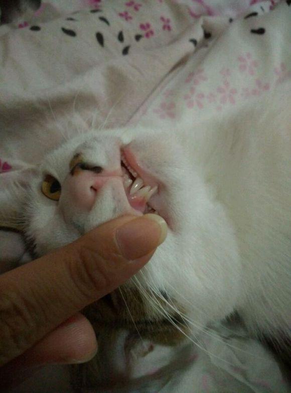 猫咪换牙是龅牙怎么办,猫咪换牙时会出现什么情况