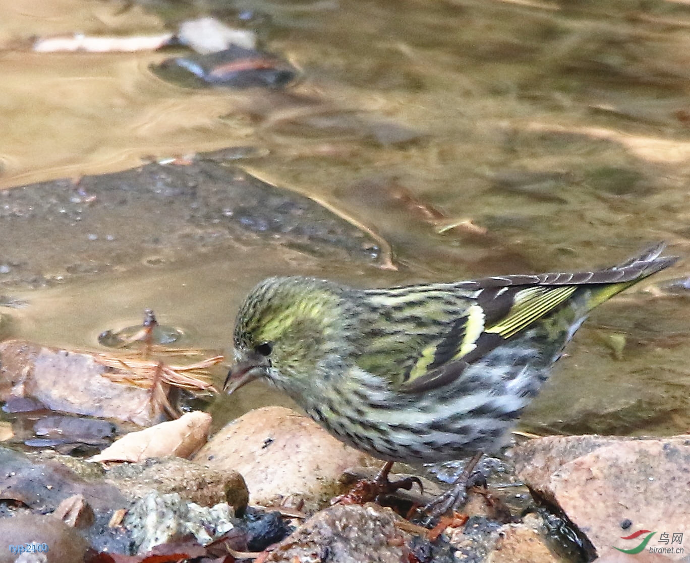 黄雀压音,黄雀压音教学