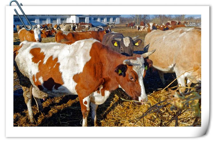 一个人今年想回到农村搞养殖，却不知道养什么好？推荐几个供参考