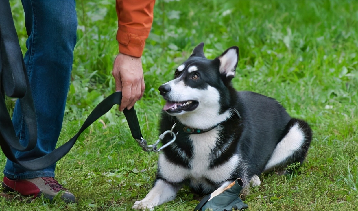 最正确的哈士奇饲养方法,哈士奇怎样正确饲养