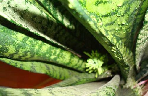 虎皮兰长出的新芽枯萎,虎皮兰叶片出现白色斑点