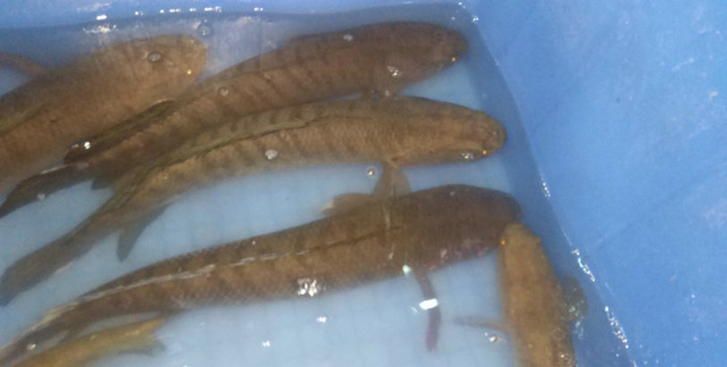 七星鱼？养了一年的鱼塘，年底却捞起一群没见过的怪鱼，能吃吗？