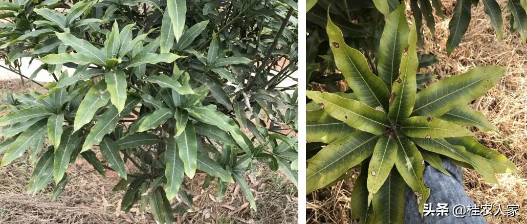 为了解决种植芒果朋友遇上的难题，马上做出芒果病害解决方案