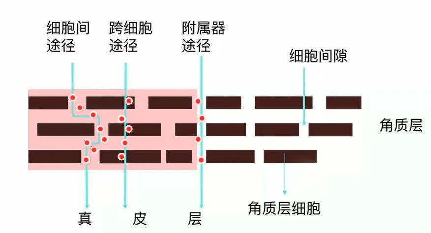 护肤品能被“拍”进皮肤吗？华西医生：这些都没搞懂，护啥肤哦