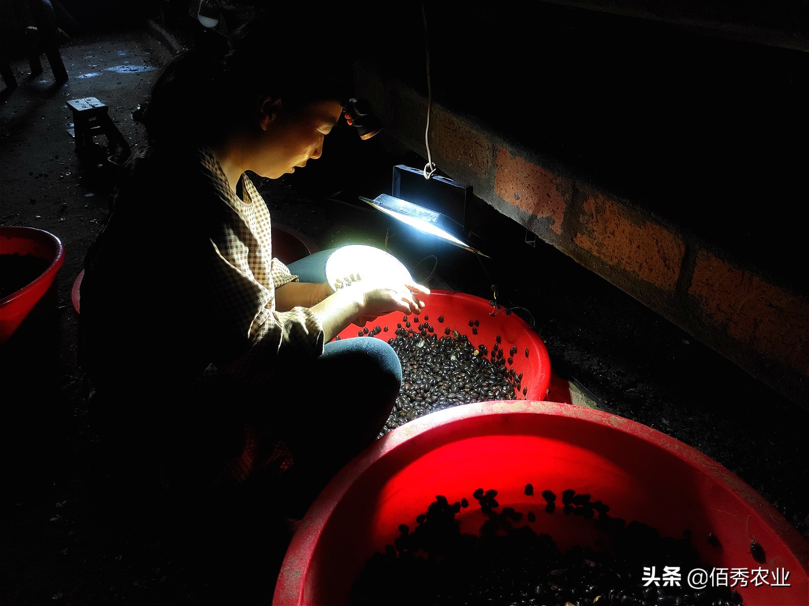 农村大姐养猪种菜,农村大姐养殖创业