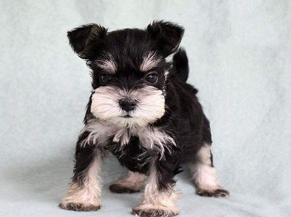 雪纳瑞纯种的为啥还没不纯的好看,刚出生的雪纳瑞怎么看小狗纯不纯