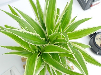 吊兰水浇多了什么症状,吊兰水浇多了有点蔫