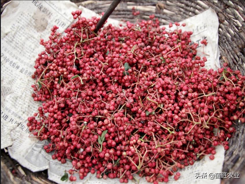 花椒如何采摘,花椒怎么才是熟了