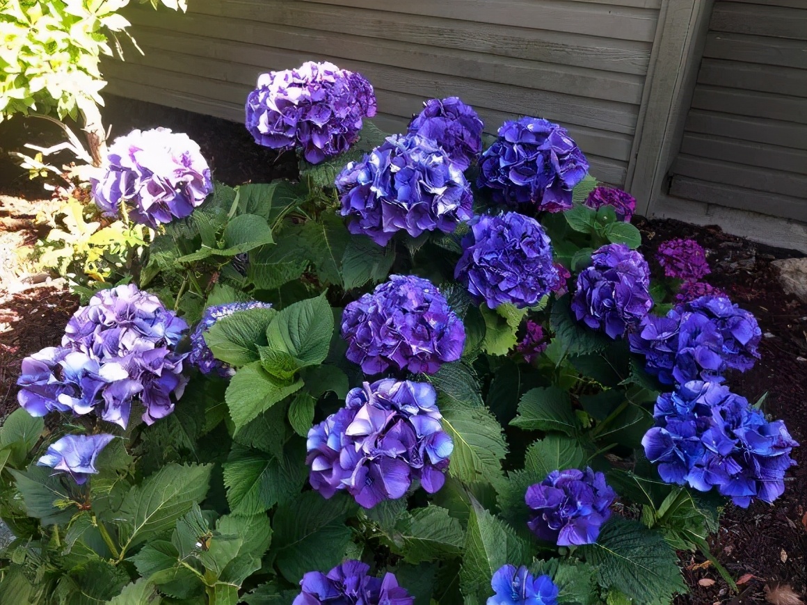 5种花随便养都能活,5种花叶子不能喷水一喷就全烂了