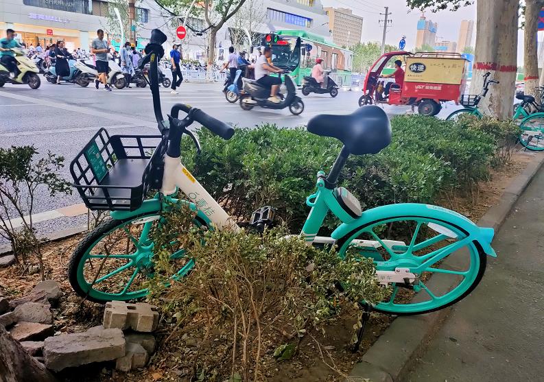 河南省郑州市行道树,郑州市行道树