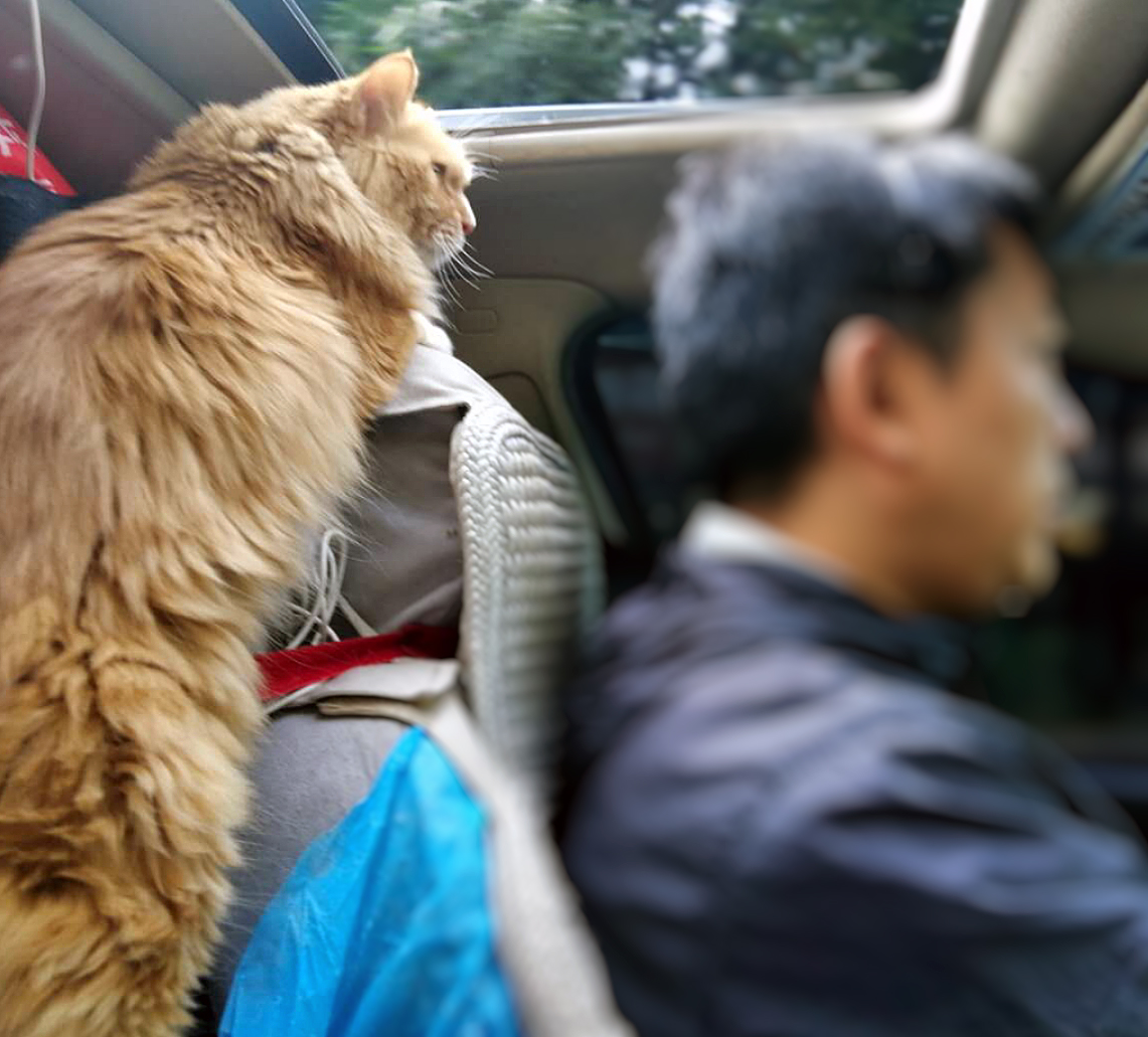 带猫长途自驾需要注意什么,带猫自驾游视频大全
