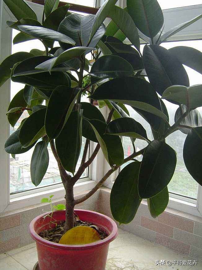 吸甲醛最好的10种花,什么花吸甲醛最好最快好养