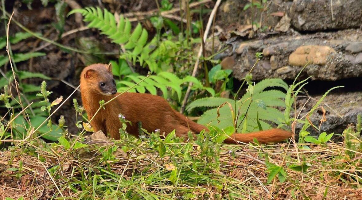 黄鼠狼被杀后果,3年内12万余只黄鼠狼惨遭毒手