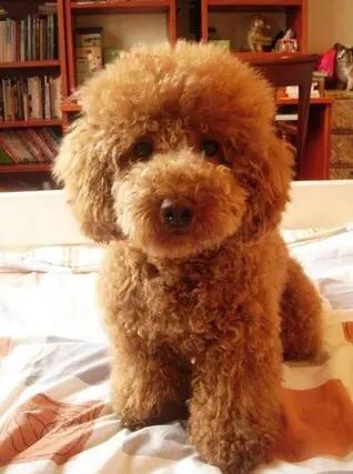 怎么挑选纯种黑贵宾,巨型贵宾纯种怎么看