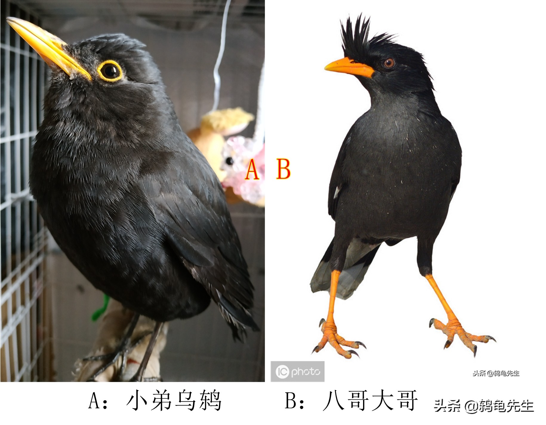 怎么区别八哥和乌鸦幼鸟,如何分辨八哥和乌鸫雏鸟